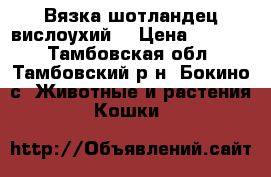 Вязка шотландец вислоухий  › Цена ­ 1 000 - Тамбовская обл., Тамбовский р-н, Бокино с. Животные и растения » Кошки   